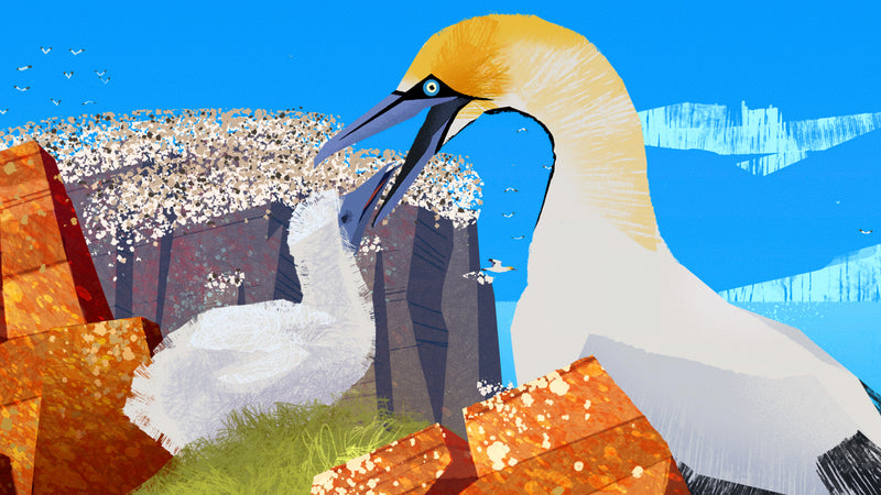 Video Cover